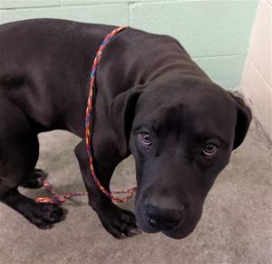 HURLEY, Young Male Pit Bull Terrier