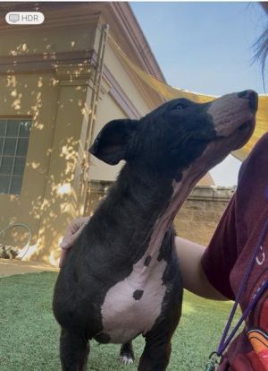 DUMBO, Young Female Pit Bull Terrier
