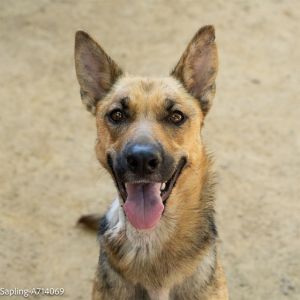 SAPLING, Young Female German Shepherd Dog