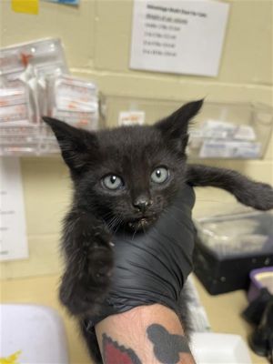 A714089, Baby Male Domestic Short Hair