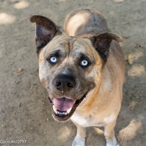 COCO, Adult Male Mastiff