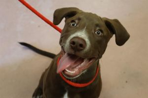 OTIS, Baby Male Mixed Breed