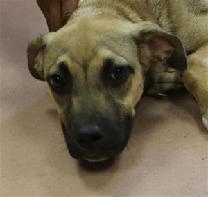 AXEL, Young Male Mixed Breed