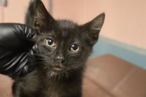 BUTTONS, Baby Male Domestic Short Hair