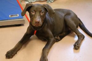 MOCHA, Baby Female Mixed Breed