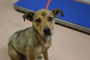 AUDREY, Young Female Mixed Breed