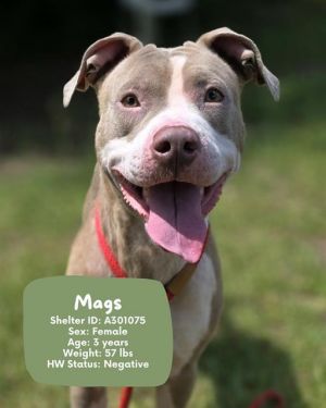 MAGS, Adult Female Mixed Breed