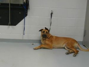 SKIPPY-DOO, Young Male German Shepherd Dog