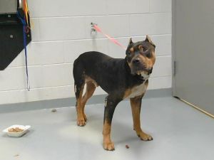 TIRE THREAD, Adult Male Pit Bull Terrier