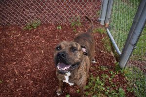 BUTKIS, Adult Male Mastiff
