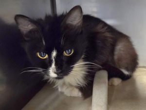 GINNY, Young Female Domestic Short Hair