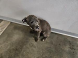 SMOKEY, Baby Male American Bulldog