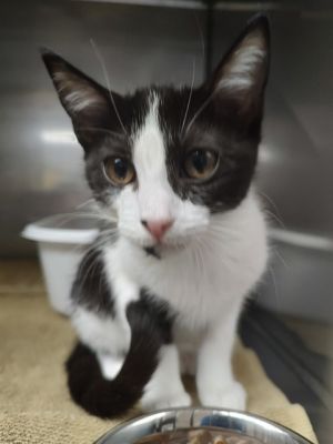 STRAY INTAKE, Baby Female Domestic Short Hair