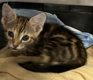 TINK, Baby Female Domestic Short Hair