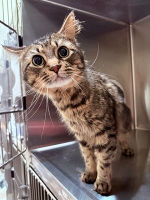 FUZZY WUZZY, Young Female Domestic Medium Hair