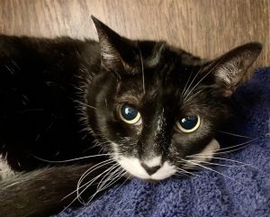 CHARLOTTE, Young Female Domestic Short Hair