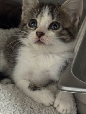 Melba 25, Baby Female Tabby