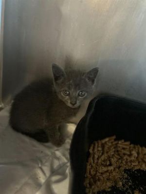 MARSHMELLOW, Baby Female Domestic Short Hair