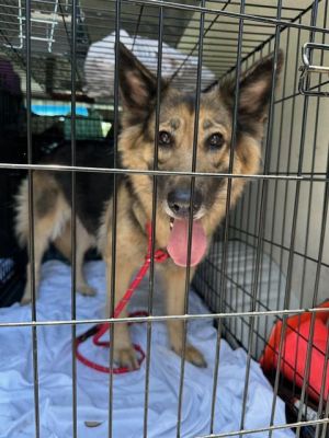 VALKYRIE, Adult Female German Shepherd Dog