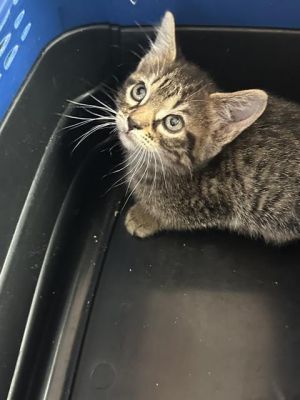 EXPRESS, Baby Male Domestic Short Hair