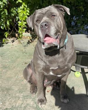 GORDA, Adult Female Cane Corso
