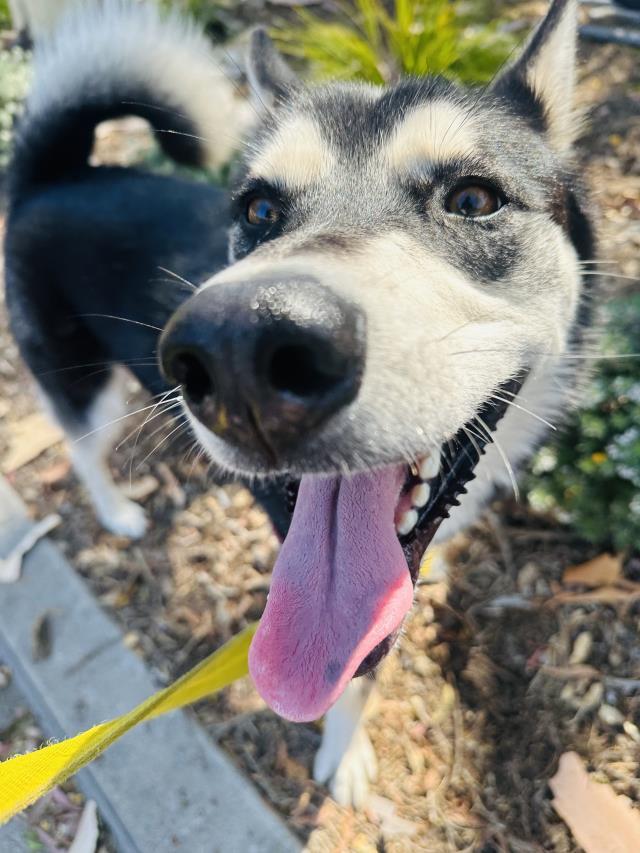 MIA