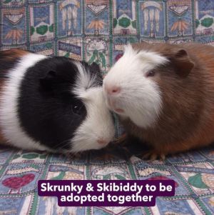 SKIBIDI, Young Male Guinea Pig