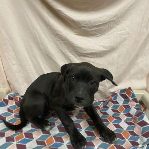 ANNABELLE, Baby Female Great Dane