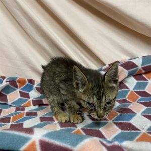LANA, Baby Female Domestic Short Hair