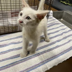 LALO, Baby Male Domestic Short Hair