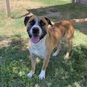 MAC, Young Male Pit Bull Terrier