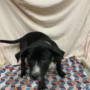 STELLA, Baby Female Great Dane