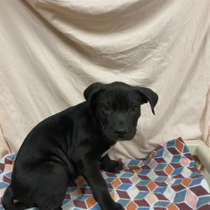 CLUTCH, Baby Male Great Dane