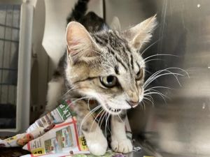 PUDGY, Young Female Domestic Medium Hair