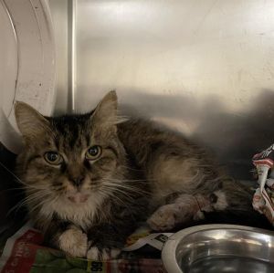 BORIS, Young Male Domestic Medium Hair