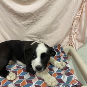 FLO, Baby Female Great Dane