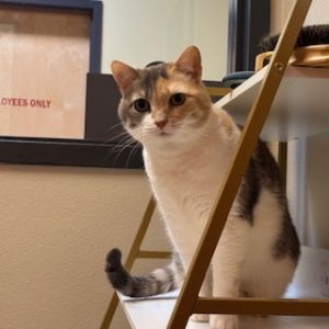 CALIE, Adult Female Domestic Short Hair