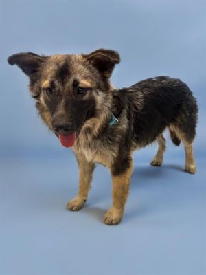 HONEY, Young Female German Shepherd Dog