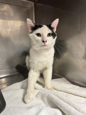 A5709519, Young Male Domestic Short Hair