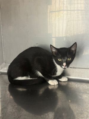 A5709524, Baby Female Domestic Short Hair