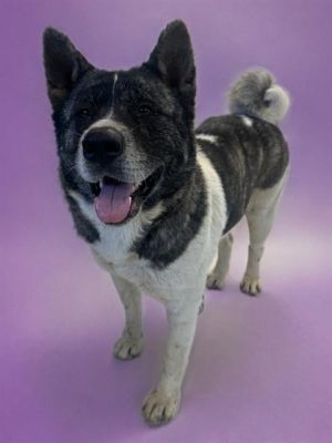 SASHA, Adult Female Akita