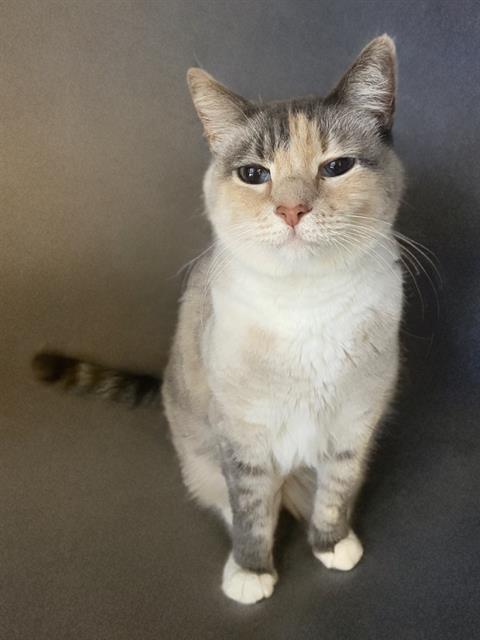 BELLA