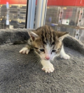 TALA, Baby Female Domestic Short Hair