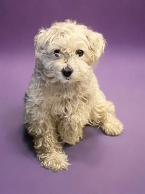 ELVIS, Adult Male Terrier