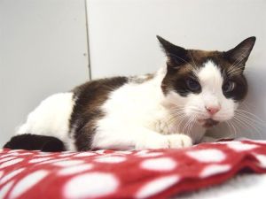 SEBASTIAN, Senior Male Snowshoe
