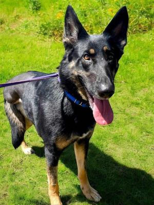 NALA, Adult Female German Shepherd Dog