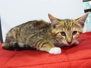 HELEN, Baby Female Domestic Short Hair