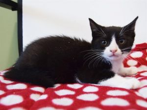 NIGEL, Baby Male Domestic Short Hair