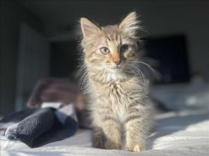 SECRE, Baby Female Domestic Short Hair