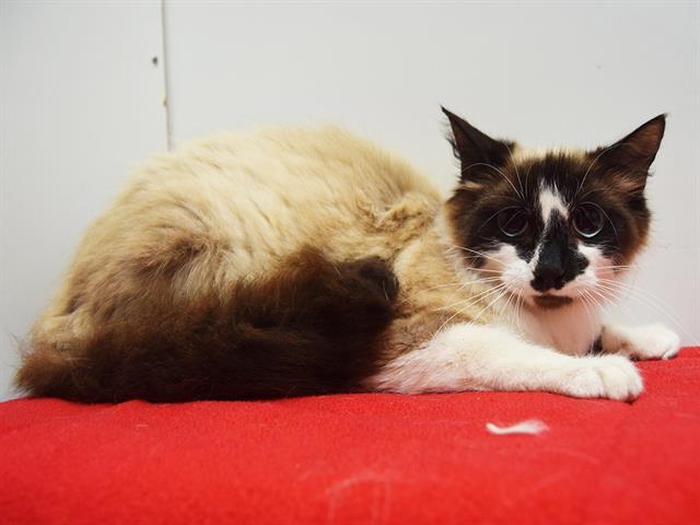 DANICA, an adoptable Snowshoe, Himalayan in Sacramento, CA, 95827 | Photo Image 1